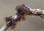 Glanzstieliges_Fadenstaeubchen-Stemonitis_axifera.jpg