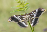Goetterbaum-Spinner-Weibchen.jpg