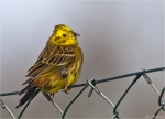Goldammer-yellowhammer-04_01_2015.jpg