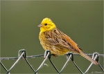 Goldammer-yellowhammer-24_05_2015.jpg