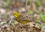 Goldammer-yellowhammer-maennlich-05_03_2016.jpg