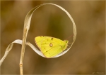 Goldene_Acht-Colias_hyale-01_09_2018.jpg