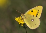 Goldene_Acht-Colias_hyale-16_09_2016.jpg