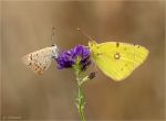Goldene_Acht-Colias_hyale-Kleiner_Feuerfalter-Lycaena_phlaeas.jpg