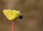 Goldene_Acht-Colias_hyale-September_2018.jpg