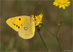 Goldene_Acht-Colias_hyale.jpg