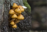 Goldfellschueppling-Pholiota_aurivella.jpg