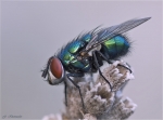Goldfliege-Lucilia_sericata-seitlich.jpg