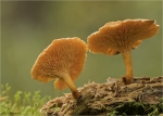 Goldgelber_Holzritterling-Tricholomopsis_decora.jpg
