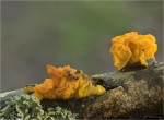 Goldgelber_Zitterling-Maerz_2017-Tremella_mesenterica.jpg