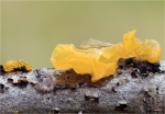 Goldgelber_Zitterling-Tremella_mesenterica-Januar_2015.jpg