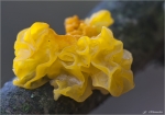 Goldgelber_Zitterling-Tremella_mesenterica.jpg