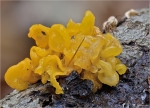 Goldgelber_Zitterling-Tremella_mesenterica_2014.jpg