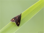 Goldzuensler-Pyrausta_aurata.jpg