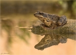 Grasfrosch-Rana_temporaria.jpg