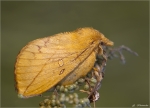 Grasglucke_oder_Trinkerin-Euthrix_potatoria-2014.jpg