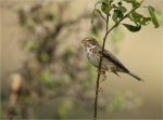 Grauammer-Emberiza_calandra-29_04_2020.jpg