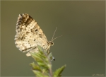 Graubinden-Labkrautspanner-Epirrhoe_alternata.jpg
