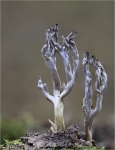 Graue_Koralle-clavulina_cinerea-10_09_2014.jpg
