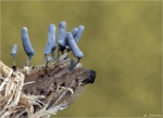 Grauer_Kelchstaeubling-Arcyria_cinerea.jpg