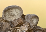 Grauer_Muscheling-Hohenbuehelia_grisea-November_2016.jpg