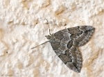 Grauer_Wacholder-Nadelholzspanner-Thera_juniperata.jpg
