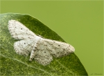 Grauer_Zwergspanner-Idaea_seriata-23_08_2017.jpg