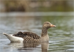 Graugans-greylag_goose.jpg