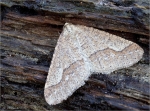 Graugelber_Breitfluegelspanner-Agriopis_marginaria.jpg