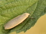 Grauleib-Flechtenbaerchen-Eilema_lurideola-09_07_2017.jpg