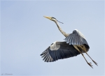 Graureiher-grey_heron-Maerz_2015.jpg
