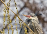 Graureiher-grey_heron-Portrait.jpg