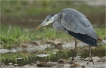 Graureiher-grey_heron.jpg