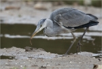 Graureiher_mit_Wurm-Ardea_cinerea.jpg