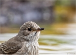 Grauschnaepper-european_spotted_flycatcher-Portrait.jpg