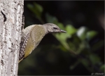 Grauspecht-grey-headed_woodpecker.jpg