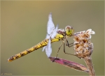 Grosse_Heidelibelle-Sympetrum_striolatum-28_06_2015-female.jpg