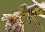 Grosse_Heidelibelle-Sympetrum_striolatum-28_06_2015-weiblich-Portrait.jpg