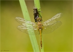 Grosse_Heidelibelle-Sympetrum_striolatum-28_06_2016-frisch_geschluepft.jpg