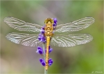 Grosse_Heidelibelle-Sympetrum_striolatum-Juni_2015-maennlich.jpg