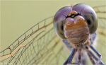 Grosse_Heidelibelle-Sympetrum_striolatum-Nahaufnahme.jpg
