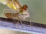 Grosse_Heidelibelle-Sympetrum_striolatum-frisch_geschluepft-Juli_2015.jpg