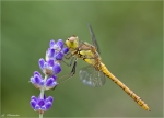 Grosse_Heidelibelle-Sympetrum_striolatum-maennlich-10_06_2015.jpg