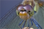 Grosse_Heidelibelle-Sympetrum_striolatum.jpg