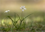 Grosse_Sternmiere-Stellaria_holostea.jpg