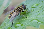 Grosse_Sumpfschwebfliege-Helophilus_trivittatus.jpg