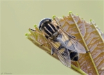 Grosse_Sumpfschwebfliege.jpg