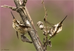 Grosse_Wollschweber-Bombylius_major-am_Schlafplatz-09_04_2019.jpg