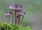 Grosser_Bluthelmling-Mycena_haematopus-Kleine_Gruppe.jpg