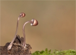 Grosser_Bluthelmling-Mycena_haematopus-im_Jugendstadium.jpg